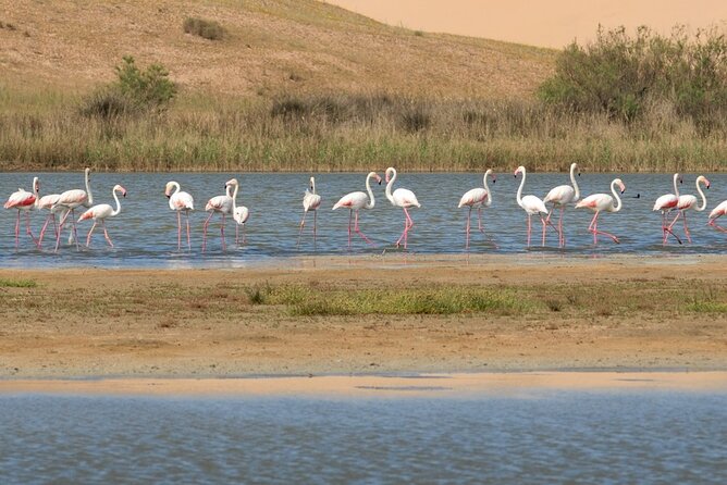 Birdwatching tour in Agadir