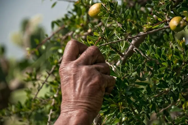 Argan Oil Factory Tour