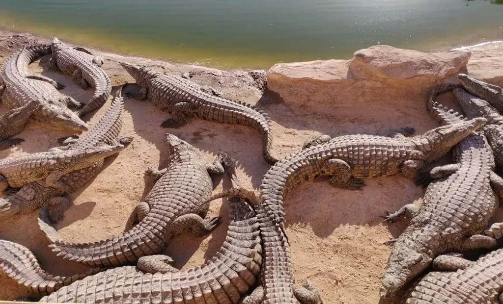 Crocoparc tour from Agadir