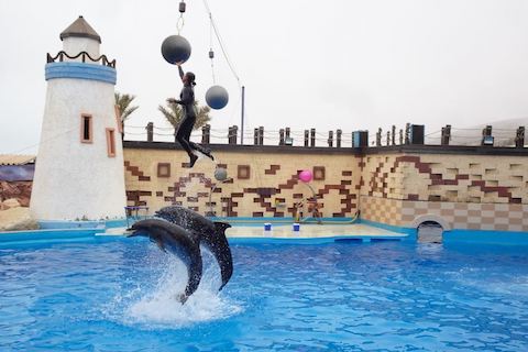 Dolphin World tour from Agadir
