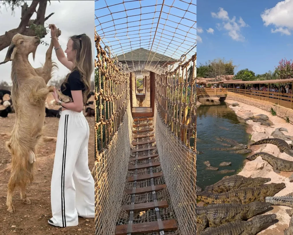 Goat on Trees and Crocoparc