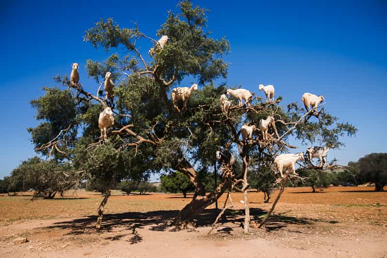 Goats on the tree trip