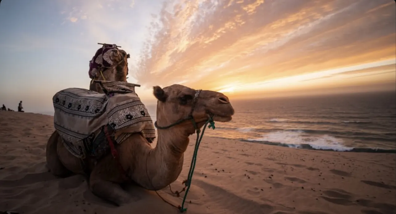 Camel Ride & Sandboarding in Timlalin Dunes